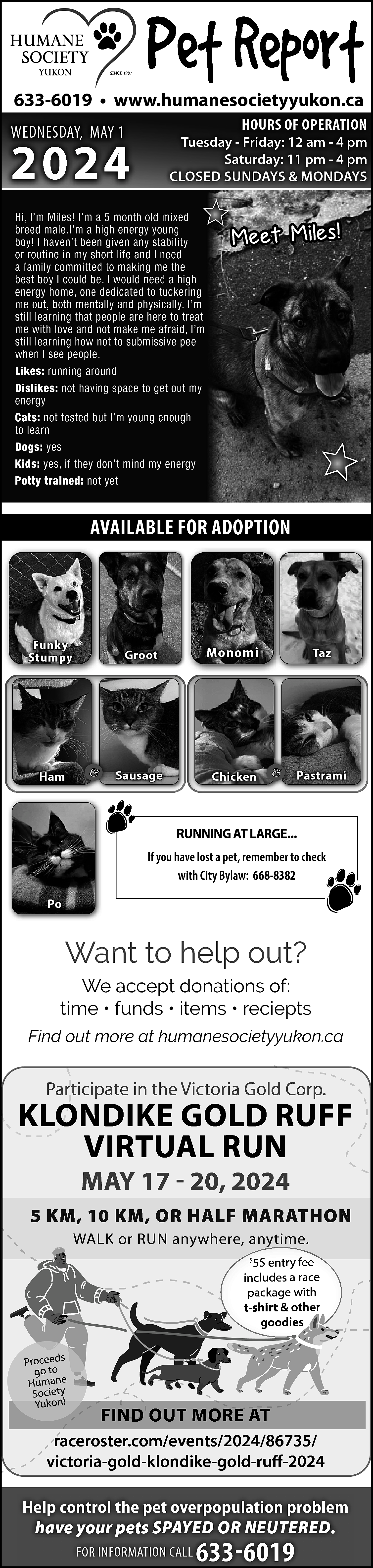 633-6019 • www.humanesocietyyukon.ca <br>HOURS OF  633-6019 • www.humanesocietyyukon.ca  HOURS OF OPERATION    WEDNESDAY, MAY 1    2024    Tuesday - Friday: 12 am - 4 pm  Saturday: 11 pm - 4 pm  CLOSED SUNDAYS & MONDAYS    Hi, I’m Miles! I’m a 5 month old mixed  breed male.I’m a high energy young  boy! I haven’t been given any stability  or routine in my short life and I need  a family committed to making me the  best boy I could be. I would need a high  energy home, one dedicated to tuckering  me out, both mentally and physically. I’m  still learning that people are here to treat  me with love and not make me afraid, I’m  still learning how not to submissive pee  when I see people.  Likes: running around  Dislikes: not having space to get out my  energy  Cats: not tested but I’m young enough  to learn  Dogs: yes  Kids: yes, if they don’t mind my energy  Potty trained: not yet    M ee t M ile s!    AVAILABLE FOR ADOPTION    Funky  Stumpy    Ham    &    Groot    Monomi    Sausage    Chicken    Taz    &    Pastrami    RUNNING AT LARGE...  If you have lost a pet, remember to check  with City Bylaw: 668-8382  Po    Want to help out?  We accept donations of:  time • funds • items • reciepts  Find out more at humanesocietyyukon.ca    Participate  ar  in the Victoria Gold Corp.    KLONDIKE  ONDIKE GOLD RUFF  VIRTUAL RUN  MAY 17 - 20, 2024    5 KM, 10 KM, OR HALF MARATHON  WALK or RUN anywhere, anytime.  $  55 entry fee  includes a race  package with  t-shirt & other  goodies    Proceeds  go to  Humane  Society  Yukon!    FIND OUT MORE AT    raceroster.com/events/2024/86735/  victoria-gold-klondike-gold-ruff-2024  Help control the pet overpopulation problem  have your pets SPAYED OR NEUTERED.  FOR INFORMATION CALL    633-6019    
