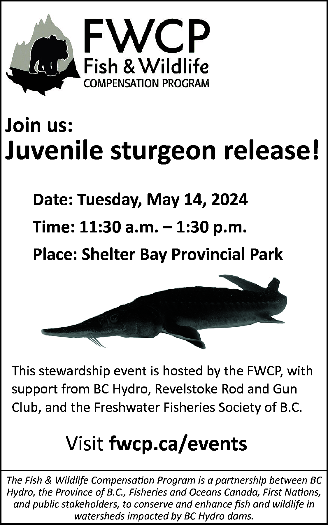 Join us: <br> <br>Juvenile sturgeon  Join us:    Juvenile sturgeon release!  Date: Tuesday, May 14, 2024  Time: 11:30 a.m. – 1:30 p.m.  Place: Shelter Bay Provincial Park    This stewardship event is hosted by the FWCP, with  support from BC Hydro, Revelstoke Rod and Gun  Club, and the Freshwater Fisheries Society of B.C.    Visit fwcp.ca/events  The Fish & Wildlife Compensation Program is a partnership between BC  Hydro, the Province of B.C., Fisheries and Oceans Canada, First Nations,  and public stakeholders, to conserve and enhance fish and wildlife in  watersheds impacted by BC Hydro dams.    